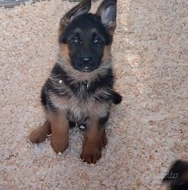 Cuccioli Pastore Tedesco