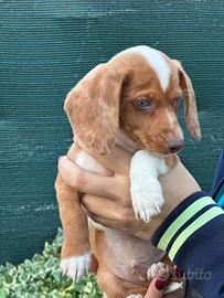 Cucciolo Bassotto tedesco piebald
