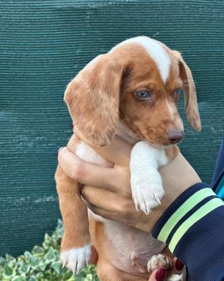 Cucciolo Bassotto tedesco piebald