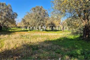 Terreno Agricolo Olivetato Località Sa Segada