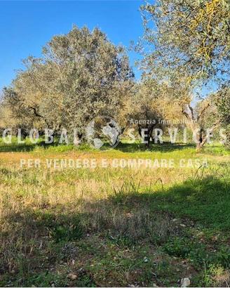 Terreno Agricolo Olivetato Località Sa Segada