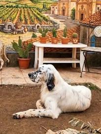 Setter inglese