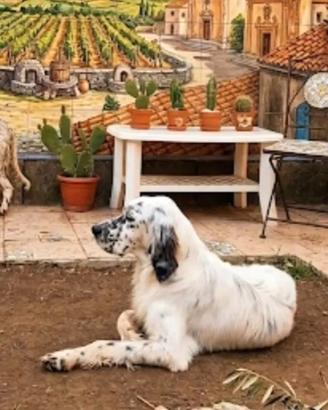 Setter inglese