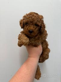 Barboncino Toy Red Brown