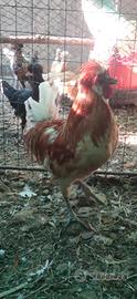 Galline e Colonbi