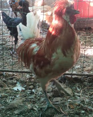 Galline e Colonbi