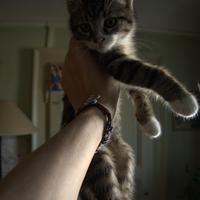 Regaliamo gattine