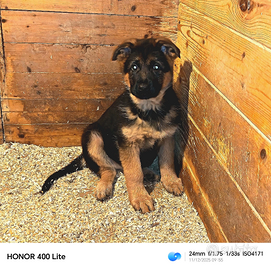 Cuccioli di pastore tedesco già pronti