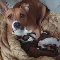 Cuccioli di pitbull (amstaff)