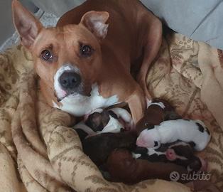 Cuccioli di pitbull (amstaff)