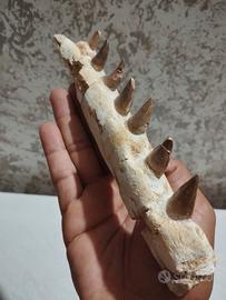 Mosasauru - Mascella fossilizzata - Rettile Marino