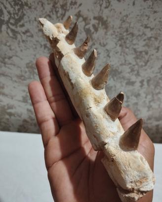 Mosasauru - Mascella fossilizzata - Rettile Marino