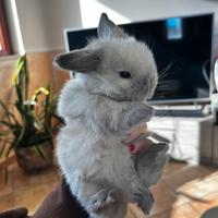 Ariete Nano Mini Lop