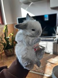 Ariete Nano Mini Lop