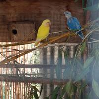 Inseparabili roseicollis