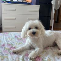 Maltese per accoppiamento