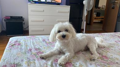 Maltese per accoppiamento