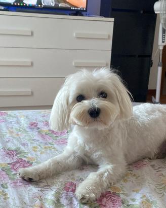 Maltese per accoppiamento