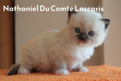 NATHANIEL gattino razza RAGDOLL con pedigree