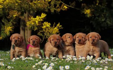 Cucciolo di Labrador e Golden retriever