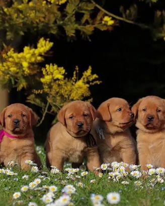 Cucciolo di Labrador e Golden retriever