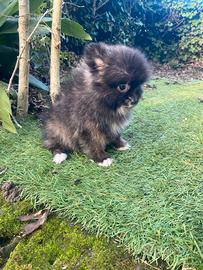 Spitz Nano linera Russa