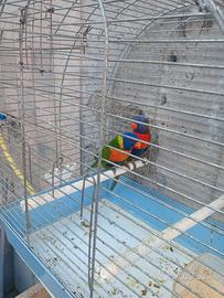 Lory arcobaleno
