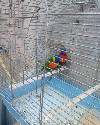 Lory arcobaleno