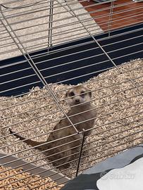 Docile suricato piccolo (mesi)