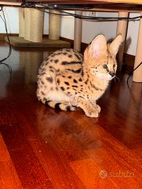 Gatto Serval