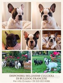 Animali