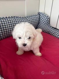 Cuccioli di maltese