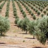 Potatore per oliveto