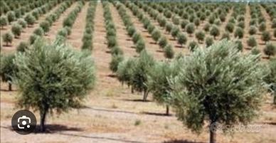 Potatore per oliveto