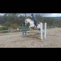 Cavallo per categorie ludiche di salto ostacoli