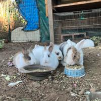 Splendidi cuccioli di coniglio cercano casa