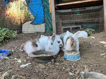 Splendidi cuccioli di coniglio cercano casa