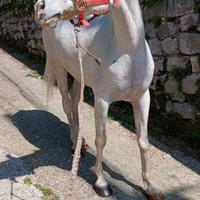 Cavalla araba