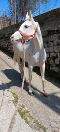 Cavalla araba
