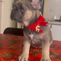Cuccioli Bulldog Francese
