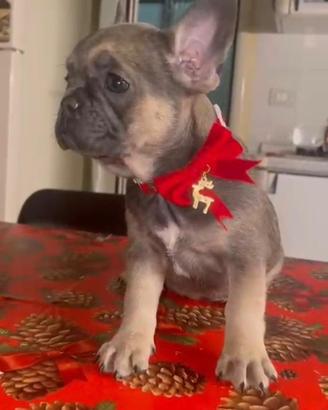Cuccioli Bulldog Francese