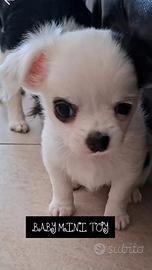 Femmina chihuahua tg piccolissima