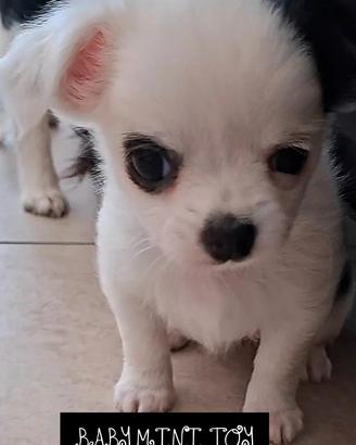 Femmina chihuahua tg piccolissima