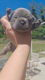 Bulldog francese blu