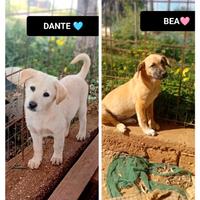 Bea e dante