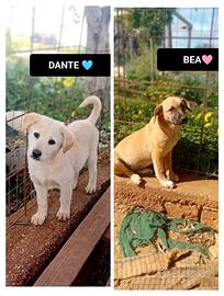 Bea e dante