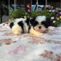 Shih tzu o shitzu