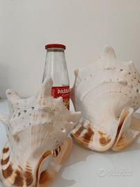 Conchiglie giganti Cassis Cornuta da collezione
