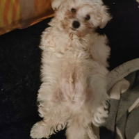 Cucciolo maltese toy di due mesi