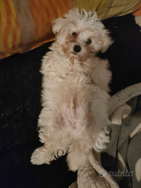 Cucciolo maltese toy di due mesi